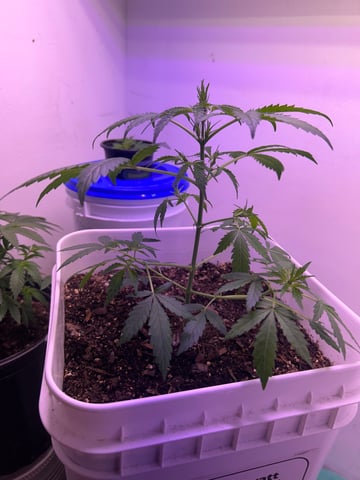 Gigawatt  — auto, day 64