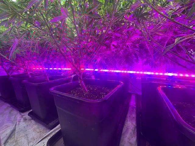 zunami s1 grounded genetics  — flower, day 52