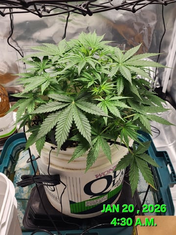 Dos Si Dos. Indica — vegetative, day 26