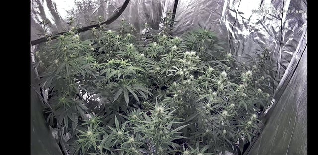 3rd Auto Grow — flower, day 65