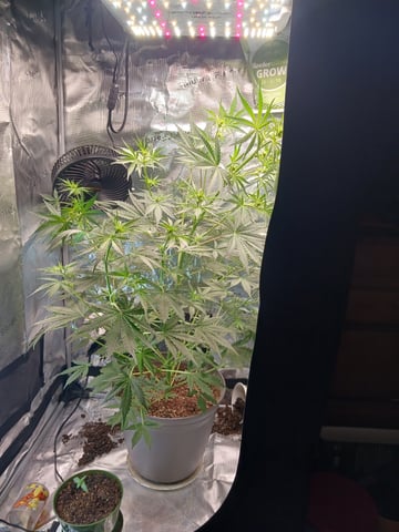 black gorilla feminized  — flower, day 11