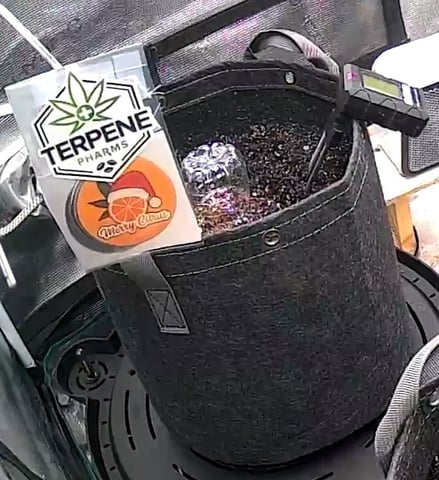 Control Plant — germination, day 33