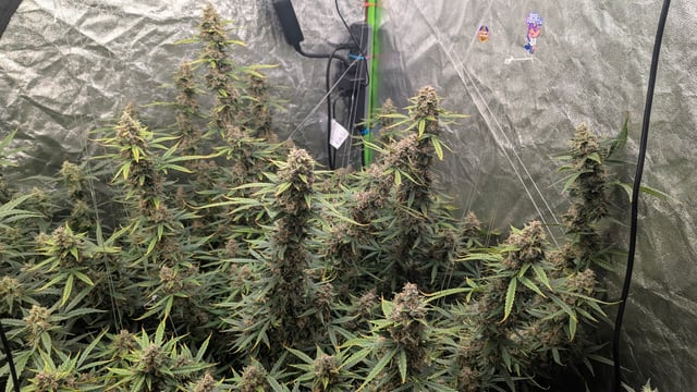 Strawberry Cheesecake Seedsman Seeds Autoflowers x2 — flower, day 84