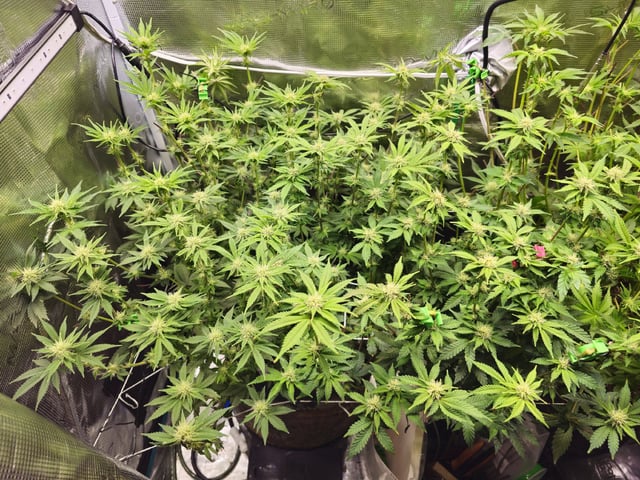 Crushberry Sugar and Khumbu Ice Fall  — flower, day 69