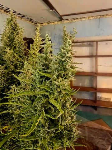 First Autoflower Indoor — flower, day 32