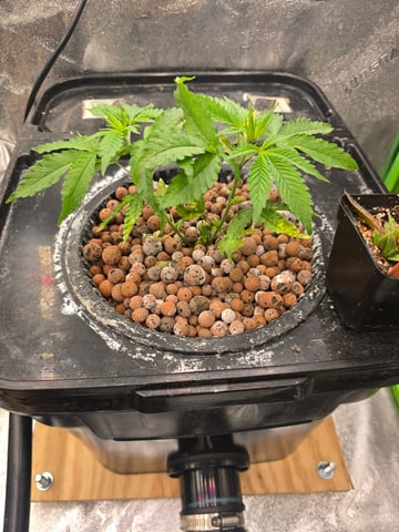 Growing — vegetative, day 50