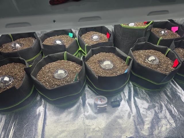 2nd Autoflower Indoor Grow — germination, day 4