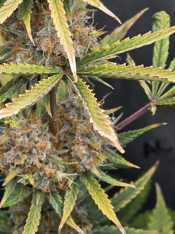 Pull my finger and Mowie Wowie — grow_setup, day 103