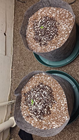 grow 1 — seedling_rooting, day 1