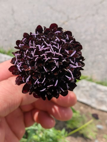 See what grows — vegetative, day 494