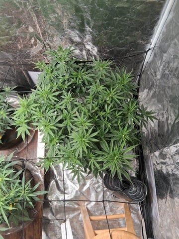 Seedman mix auto & seedman mix auto & GodFather OG — auto, day 60