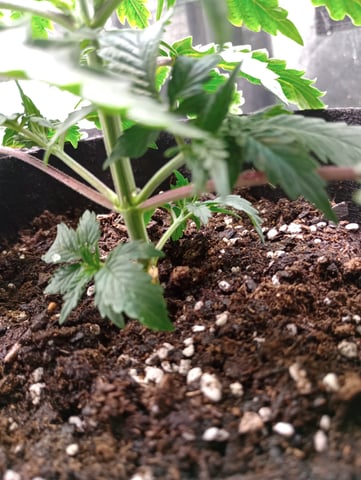 All Aboard!!! — vegetative, day 23