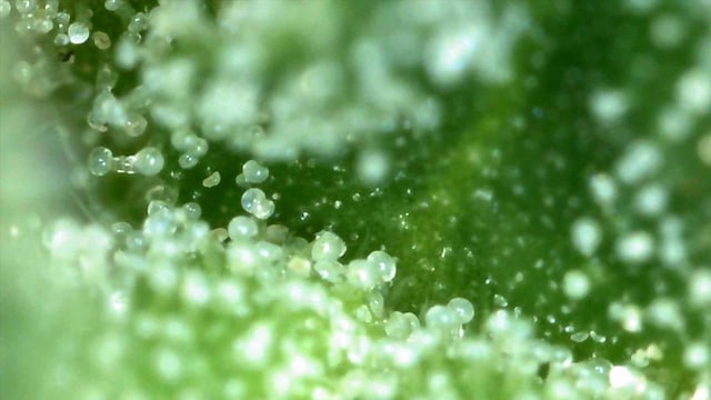 b45 and White widow  — flower, day 9