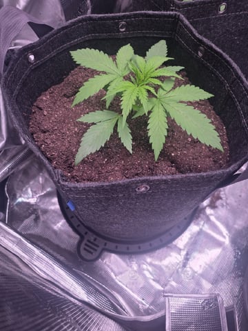 Blue Dream Feminized  — vegetative, day 30