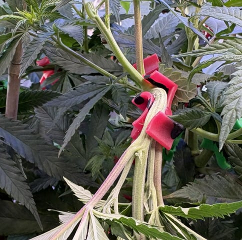 Grimm Glue by Brothers Grimm Genetics  — vegetative, day 41