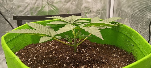 FastBuds Photo-Lemon Mandarin  — vegetative, day 27