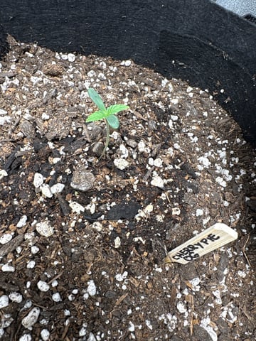  Autumn Run — seedling_rooting, day 2