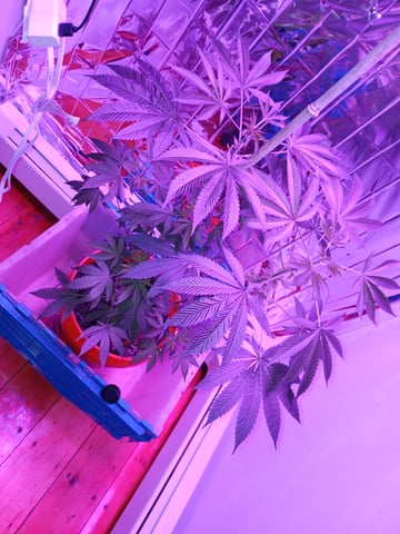 triangle kush  — flower, day 47