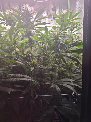 scrog from cut.  — flower, day 50