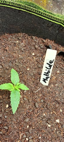 First Grow with the new setup  — seedling_rooting, day 8