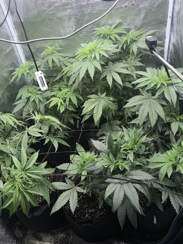 First Time Grower Long Time Blazer — vegetative, day 3