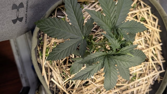 August Grow — vegetative, day 25