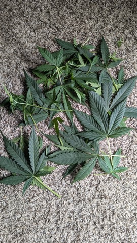 Strawberry Cheesecake Seedsman Seeds Autoflowers x2 — flower, day 39