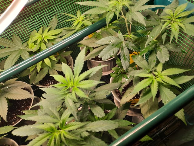 missing pieces — vegetative, day 48