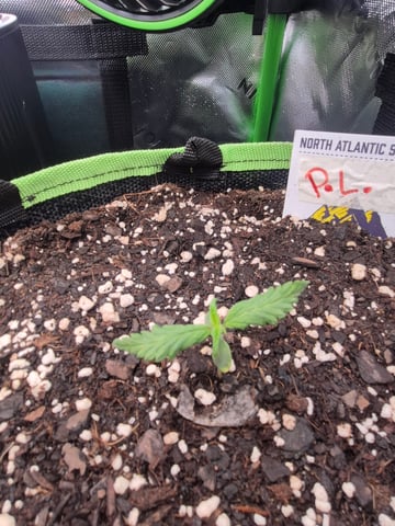 First "Auto" Grow — seedling_rooting, day 9