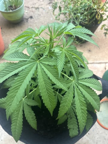Reign Water — vegetative, day 12
