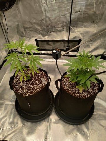 Photo Time📸🕞 — vegetative, day 41
