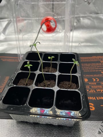 Auto Flower #1 — germination, day 3