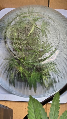 2nd Generation Clones — seedling_rooting, day 5