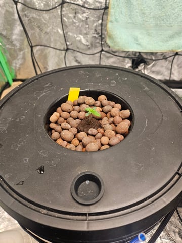 dwc 10/2025 — vegetative, day 8