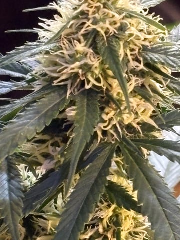 Grimm Glue by Brothers Grimm Genetics  — flower, day 82