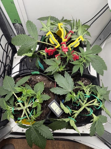 Midsummer Outdoor — vegetative, day 23