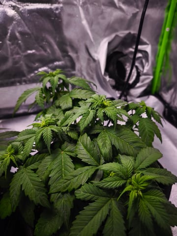 New grow — flower, day 30