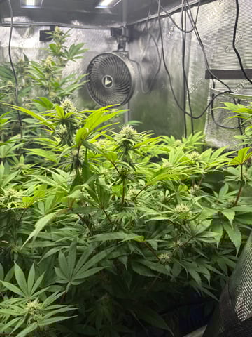 grow 3 — flower, day 27