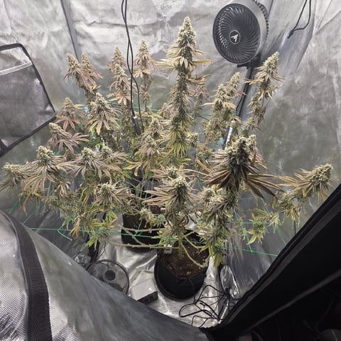 Skunk #1 — flower, day 159