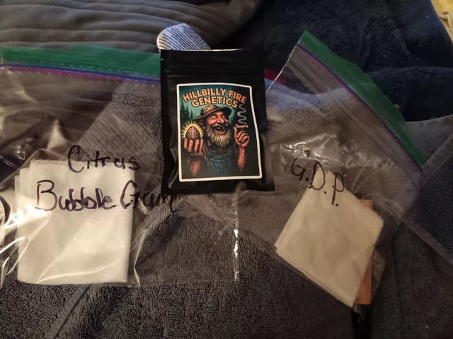 Boss Battle, Forbidden Runtz, +granddaddy Purp, +citrus Bubblegum — germination, day 10
