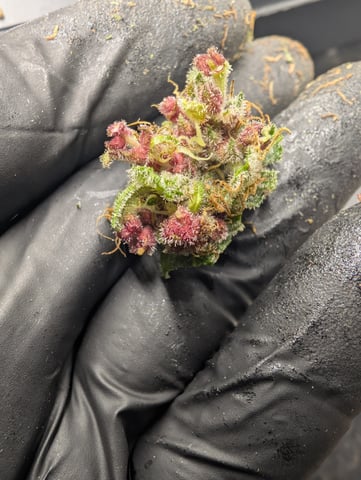 flipped to flower — harvest, day 64