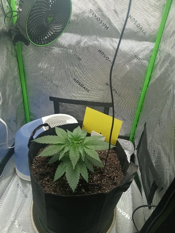 Critical Purple Kush — vegetative, day 36