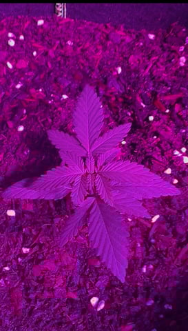 14x Big Bud Fast  — vegetative, day 2