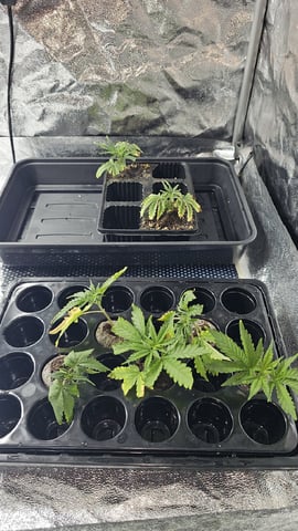 Amnesia Haze Run — vegetative, day 4