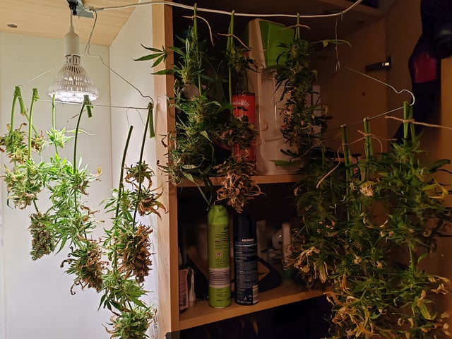 drawer grow forbidden fruit — harvest, day 107