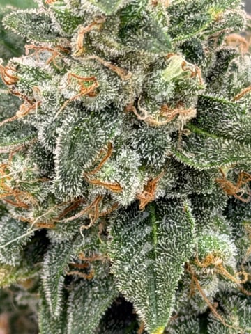 Witches Brew Autoflower by Dream Beans — harvest, day 35