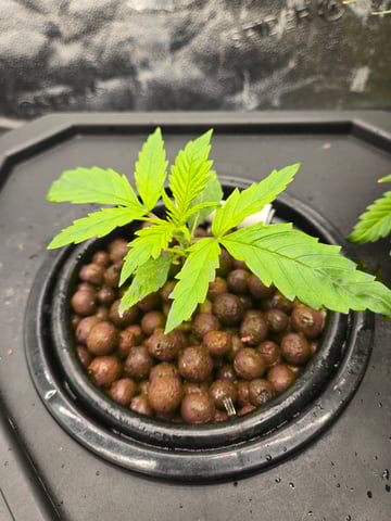 Spider-Farmer Hydro — vegetative, day 17