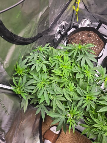 Purple Haze  — vegetative, day 36