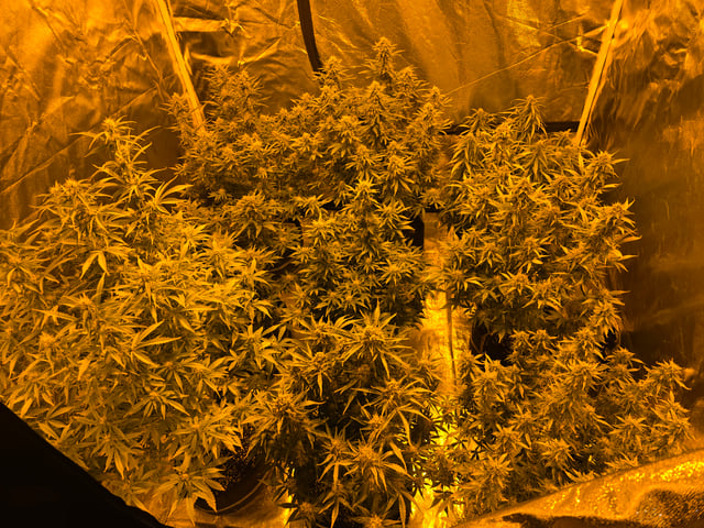 2nd Autoflower Indoor Grow — flower, day 70