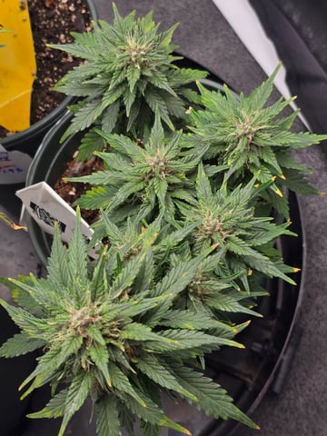 Fast Buds - Purp Lemonade — flower, day 47